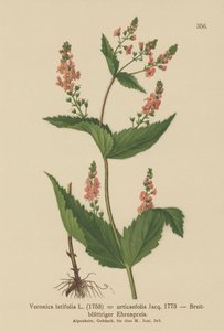 Brandnetelbladige Veronica
